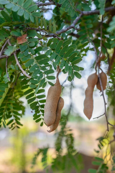 Tamarindo tailandés . —  Fotos de Stock