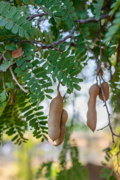 Thain tamarind. — Zdjęcie stockowe