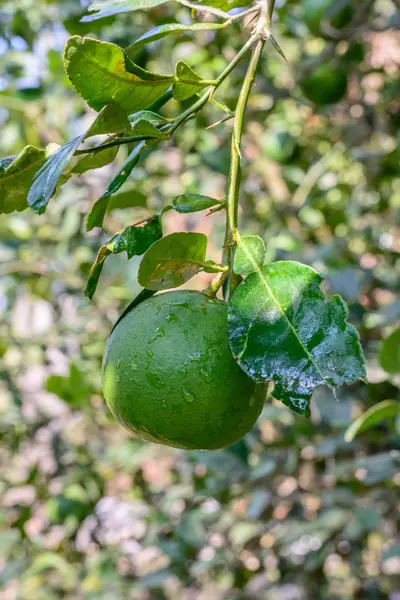 Lime owoc na drzewie. — Zdjęcie stockowe