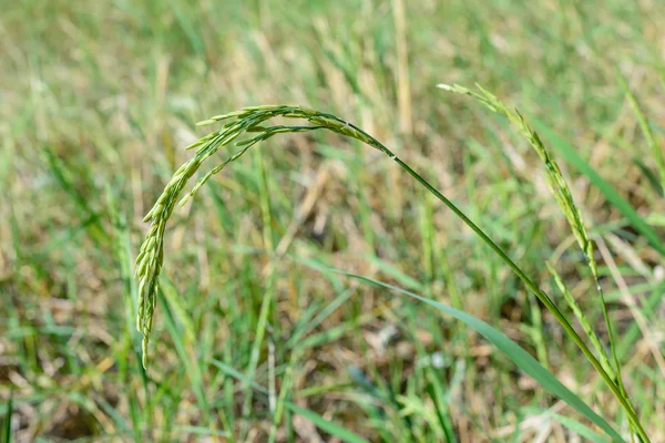 Рисовый шип на рисовом поле . — стоковое фото