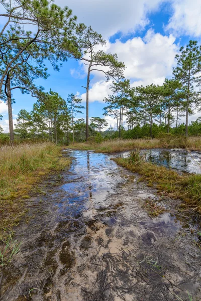 Gravel road in pine forest after rain. — Stock Photo, Image