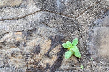 Grunge duvarda büyüyen bitki.