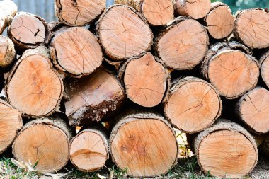 ağaç günlükleri yığını.