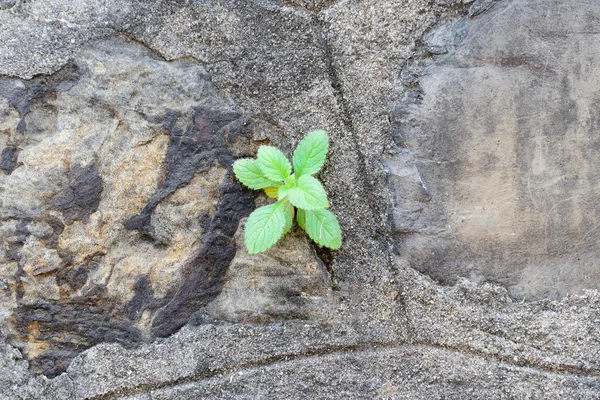 Plant growing on grunge wall. — Stock Photo, Image