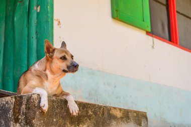 Evde içinbeklediğini köpek.
