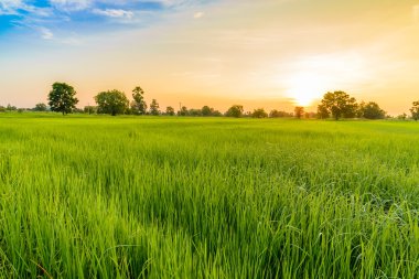 Sabah pirinç tarlası. 