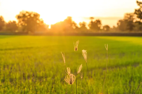 Gras bloeit met rijst veld achtergrond bij zonsopgang. — Stockfoto