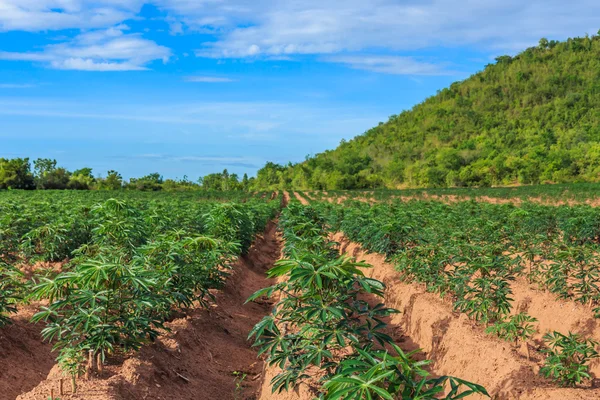 Piantagione di manioca per energia verde . — Foto Stock
