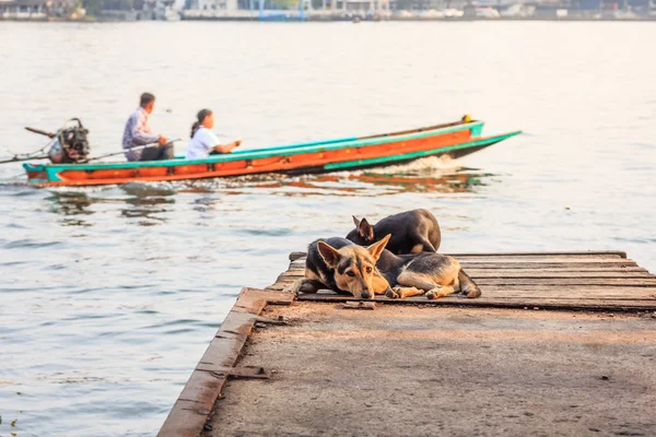 Dogs waiting for someone at pier. — Stock Photo, Image