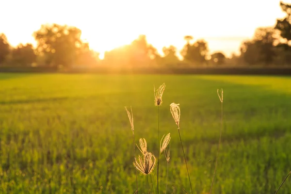 Gras bloemen op rijst veld achtergrond bij zonsondergang. — Stockfoto