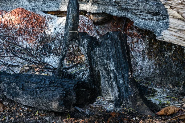 Ağaç kütüğü yandı.