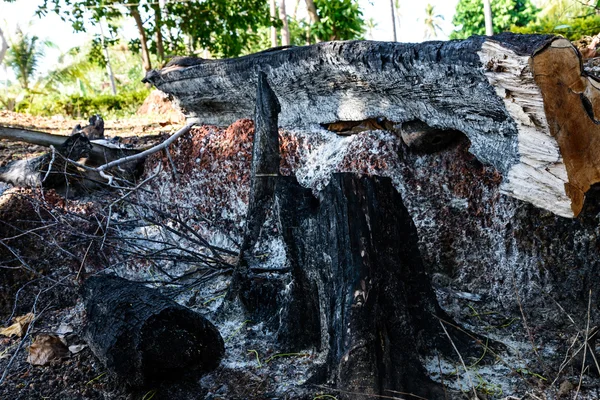 Tunggul pohon yang terbakar . — Stok Foto