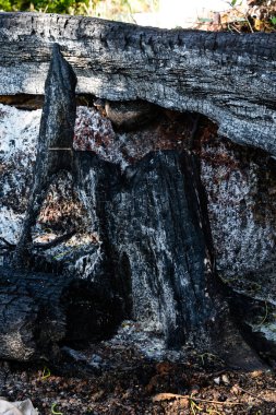 Ağaç kütüğü yandı.