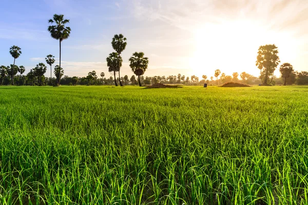 Campo de arroz com fundo de palmeira de manhã, Phetchaburi Tailândia . — Fotografia de Stock