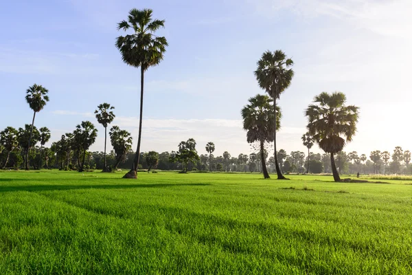 Campo di riso con sfondo di palma al mattino, Phetchaburi Thailandia . — Foto Stock