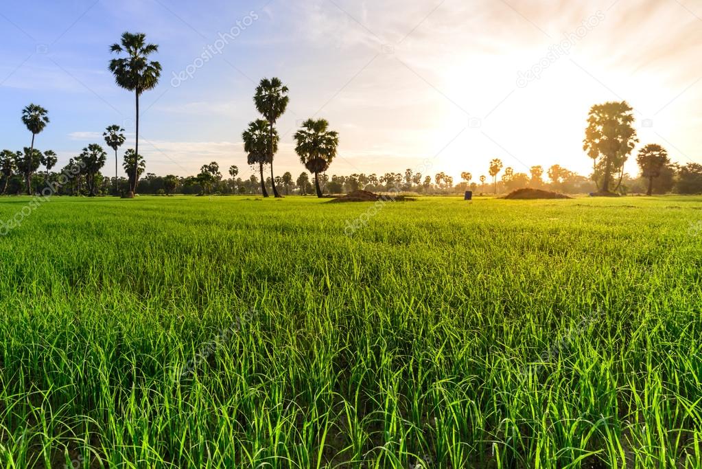 Rice field with palm tree background in morning, Phetchaburi Thailand.