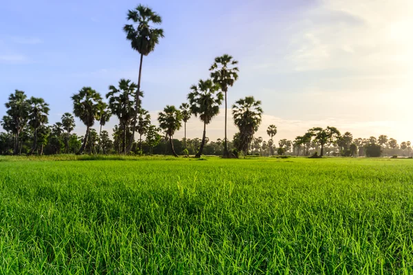 早上，碧武里泰国棕榈树背景稻田. — 图库照片