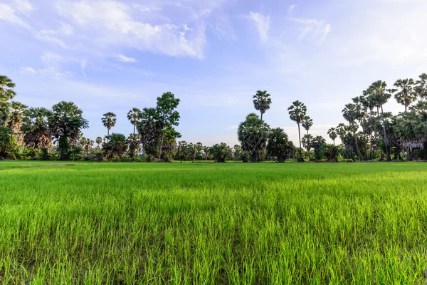 Campo di riso con sfondo di palma al mattino, Phetchaburi Thailandia . — Foto Stock
