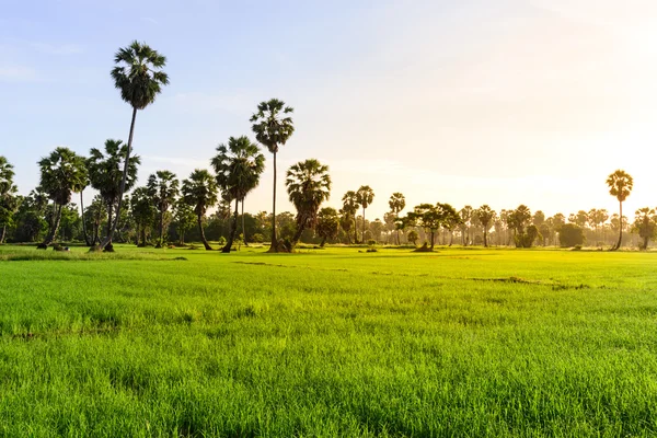 Ryżowe pole z palmowego drzewa tło w rano, Phetchaburi, Tajlandia. — Zdjęcie stockowe
