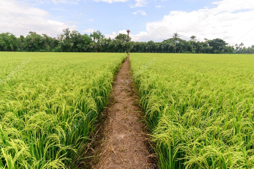 Rice field with pathway and blue sky, Suphan Buri, Thailand.