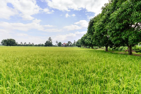 Rijst veld met blauwe hemel, Suphan Buri, Thailand. — Stockfoto