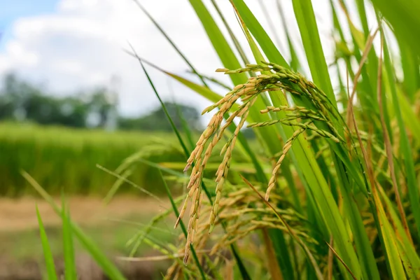 Close up van gouden rijstveld in rijst veld. — Stockfoto