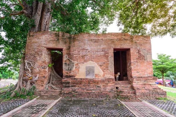 Albero parassita a Wat Khun Inthapramun tempio pubblico in Thailandia . — Foto Stock