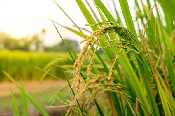 Close up of golden rice paddy.