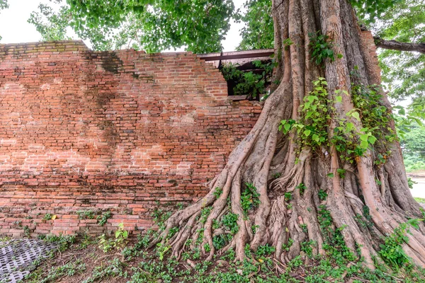 在泰国的扫管笏坤 Inthapramun 公共寺寄生树. — 图库照片