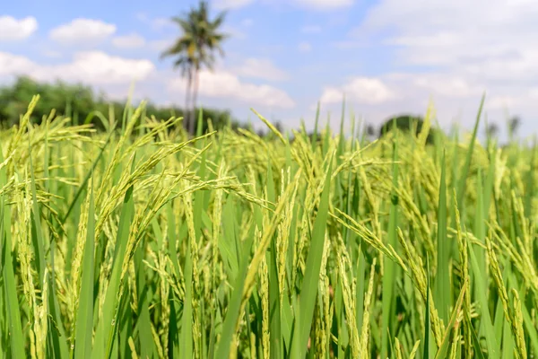 Закрыть зеленые рисовые поля . — стоковое фото
