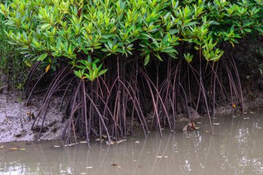Mangrov orman düşük Tide at.