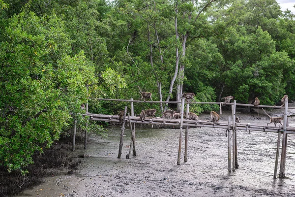 Crab-eating macaque monkeys funny on bamboo bridge in  mangrove forest. — Stock Photo, Image