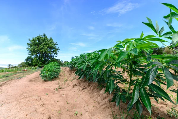 Maniok pole dla zielonej energii z błękitnego nieba. — Zdjęcie stockowe