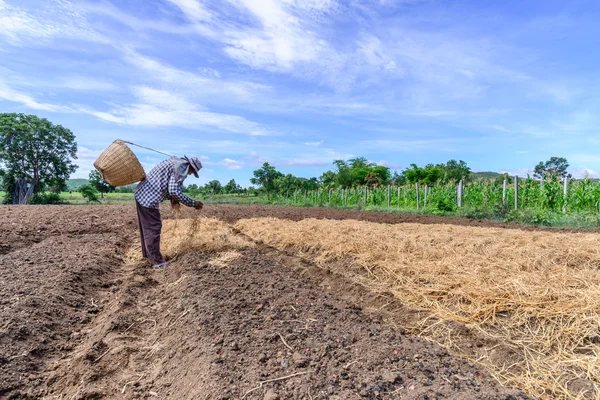 Granjero tailandés plantación de acolchado con paja en el día cielo azul . — Foto de Stock