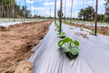Genç kavun plantasyon plastik film ile Malçlamanın.