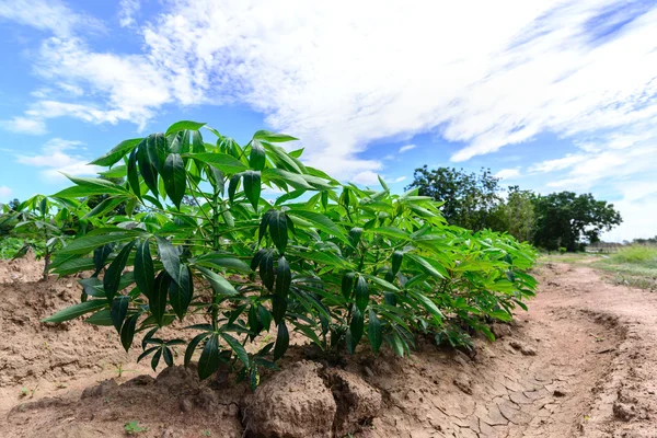 Campo de casava para energía verde con cielo azul . — Foto de Stock