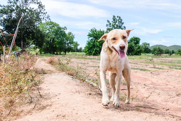 Happy white dog is smiling  at countryside. — Stock Photo, Image