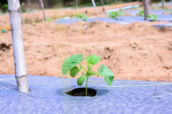 Plantación de melón joven acolchado con película de plástico . —  Fotos de Stock