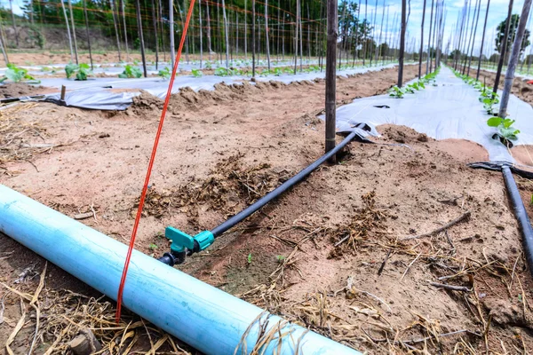 Impianto di irrigazione ad acqua su campo di melone . — Foto Stock