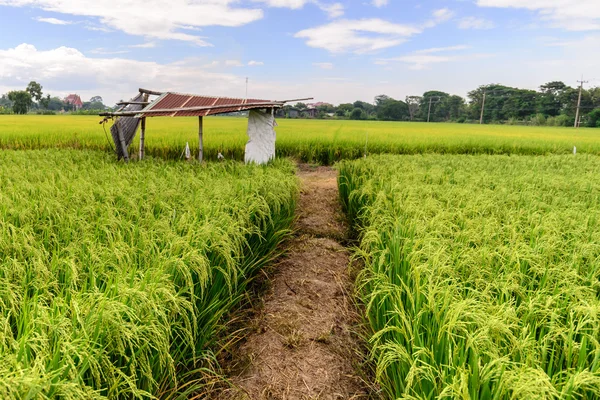 Rice field with rusty roof cottage, Suphan Buri, Thailand. — Stock Photo, Image