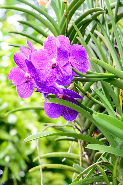 Purple vanda orchid in garden. — Stock Photo, Image