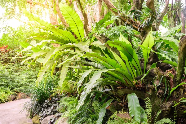 Asplenium nidus, samambaia ninho de aves . — Fotografia de Stock