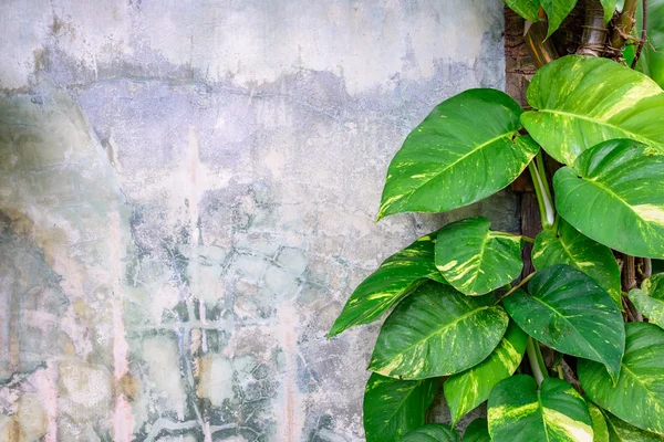 Çimento duvarda büyüyen Epipremnum aureum bitki.