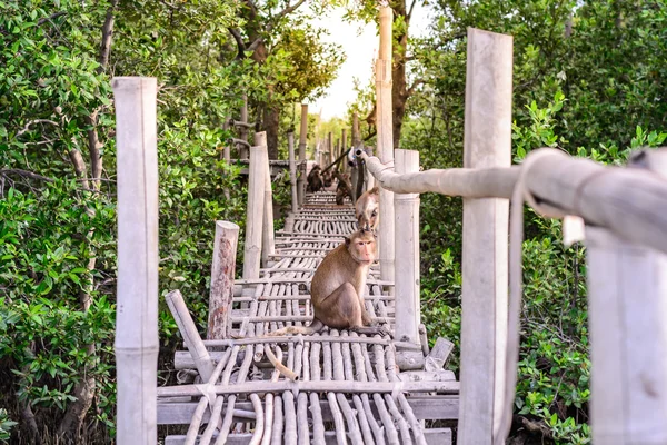 Singe macaque mangeur de crabe qui simule sur un pont de bambou dans une forêt de mangroves . — Photo