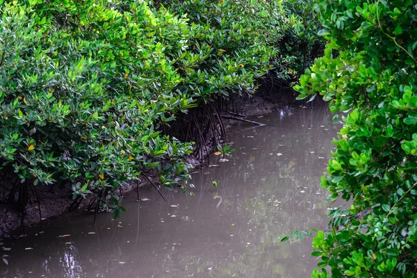 Mangrove erdő apály idején. — Stock Fotó
