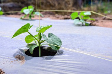 Genç kavun plantasyon plastik film ile Malçlamanın.