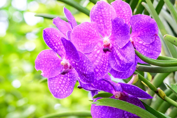 Purple vanda orchid in garden. — Stock Photo, Image