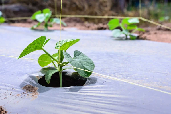 Young melon plantation mulching with plastic film. — Stock Photo, Image