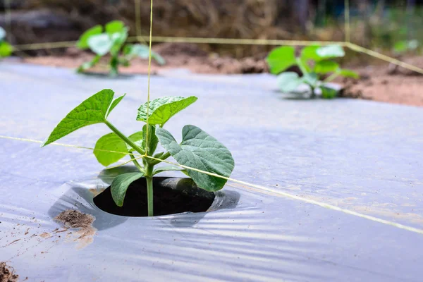 Genç kavun plantasyon plastik film ile Malçlamanın. — Stok fotoğraf