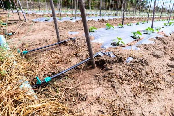 Water irrigatiesysteem op meloen veld. — Stockfoto